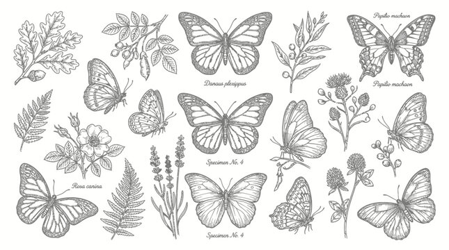 Butterflies with delicate wings in monochrome illustration.