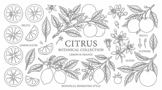 Citrus Fruits Botanical Illustration Collection.