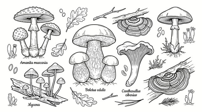 Mushroom cluster and individual fungus illustration.
