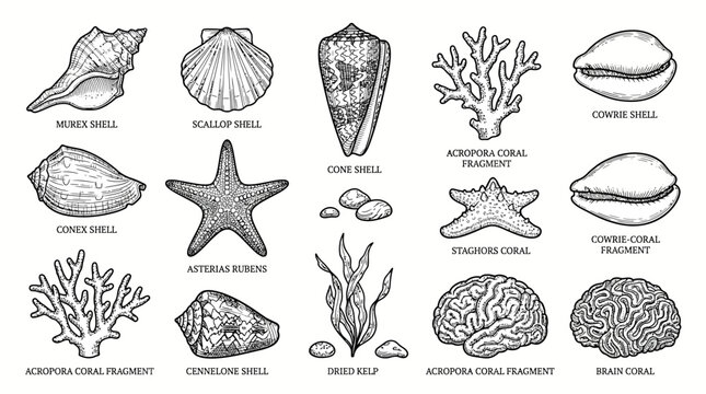 Sea Shell Collection Featuring Starfish Coral and Conch Shells.