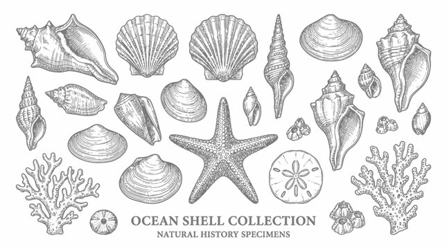 Ocean Shell Collection Featuring Starfish and Various Seashells.