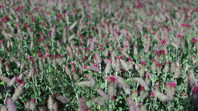 Crimson clover flowers covering summer meadow in natural countryside landscape creating vibrant texture rich biodiversity and thriving pollinator habitat