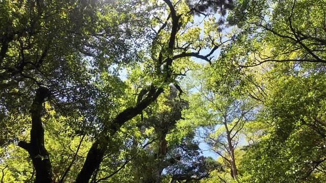 Smooth tilt-up shot from a mossy tree stump to the legendary Jomon Sugi cedar tree in Yakushima forest, World Natural Heritage site