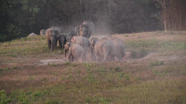 Witness a magnificent herd of Asian Elephants (Elephas maximus) as they gather at a natural salt lick to forage and socialise. Watch closely as these gentle giants engage in dust bathing, 