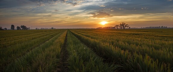 Fototapeta premium Peaceful rural landscape with fields glowing at dusk