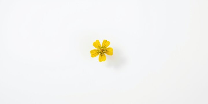 Yellow flowering wild Sulphur cinquefoil isolated on smooth white surface
