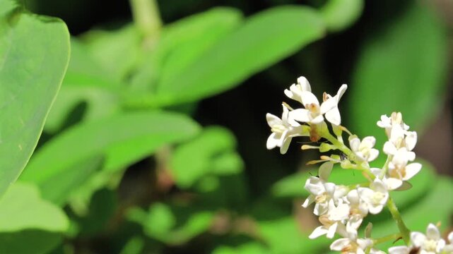 Hornet mimic hoverfly (Volucella zonaria) flies among wild privet flowers (Ligustrum vulgare), feeding on nectar, in slow motion.