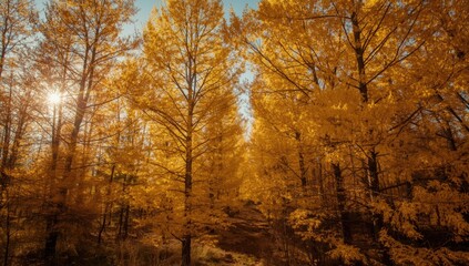 Fototapeta premium Larch trees covered in golden yellow needles on a sunny crisp autumn day