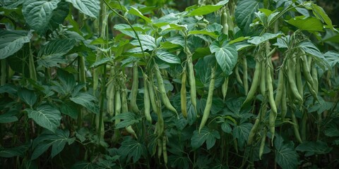 Naklejka premium Vibrant garden filled with fresh broad bean pods growing on healthy greenery