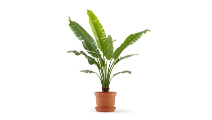 Fototapeta premium potted banana houseplant standing isolated on white evenly lit background