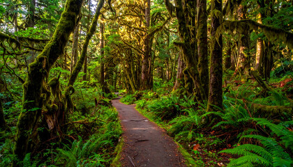 Fototapeta premium Sunlight streams through a lush, moss-covered forest illuminating a winding path, vibrant green ferns, atmospheric, serene nature scene