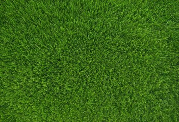 Fototapeta premium Lush and fresh green grass texture background