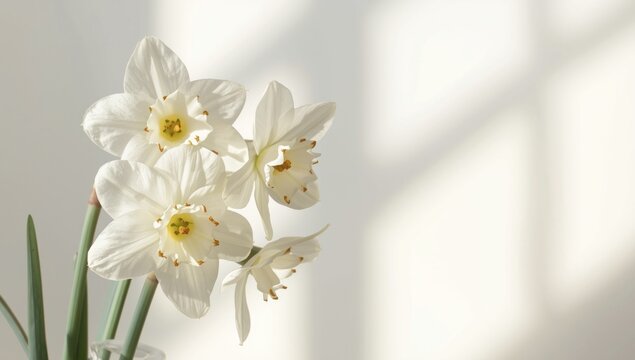 Intricate white Paperwhite Narcissus floral outline demonstrating their aromatic winter bloom beauty