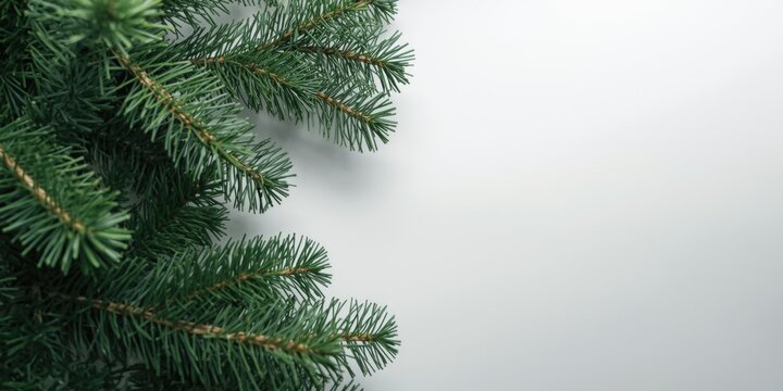 Isolated close-up of a green pine Christmas tree on plain white surface