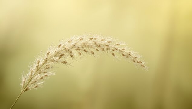 Macro shot of panicum miliaceum plant with muted yellow green background