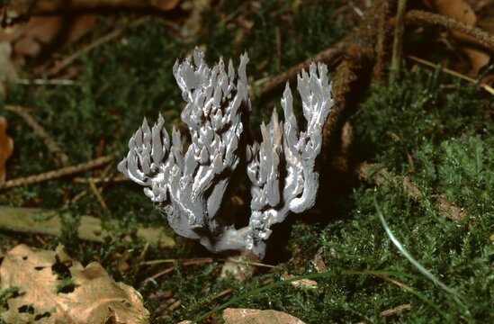 Ramaria or coral mushroom