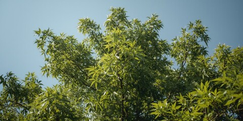 Fototapeta premium Whirling green leaves on a Japanese maple tree under a clear sky