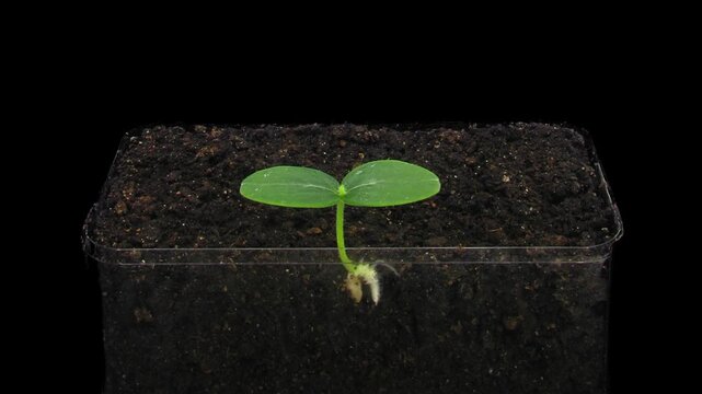 Time lapse of germinating and growing cucumber seed in a pot isolated on black background