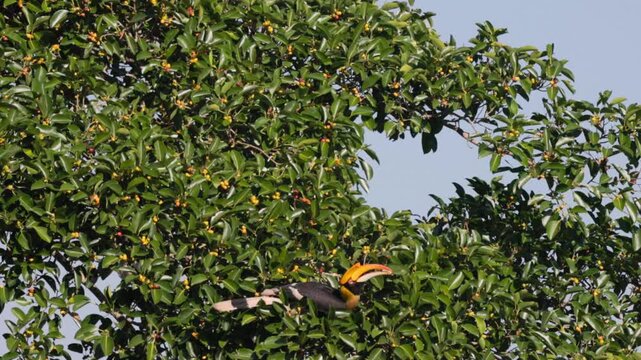 Witness the sheer majesty of the Great Hornbill (Buceros bicornis), the largest of Asia's hornbills, as it expertly forages for ripe wild figs. Watch as it uses its massive, ivory-colored casque 