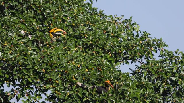 Witness the sheer majesty of the Great Hornbill (Buceros bicornis), the largest of Asia's hornbills, as it expertly forages for ripe wild figs. Watch as it uses its massive, ivory-colored casque 