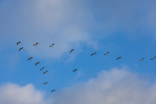 Flock of birds flying in V formation against blue sky with white clouds