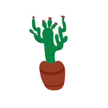 Potted green cactus with red flowers have texture on transparent background