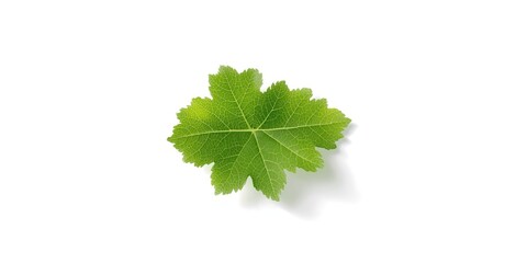Fototapeta premium Separated fresh grapevine leaf positioned on white backdrop including path