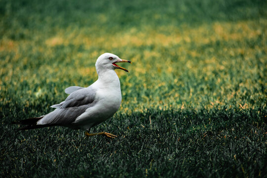 Seagull squawking in grass Canada