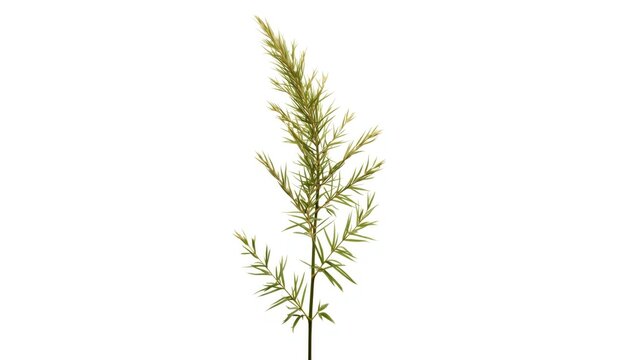 Lion's Tail Herb Plant Leonurus Cardiaca Isolated on White Background