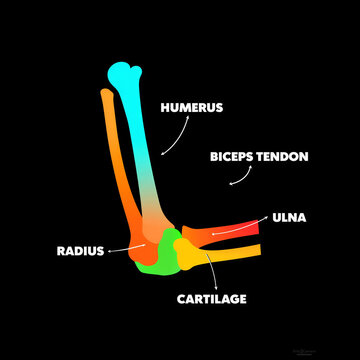 Detailed anatomical illustration of human elbow joint with labeled bones and tendon
