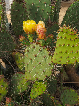 Opuntia ficus-indica or Barbary fig, with green barbed leaves or cladodes and yellow flowers, close up. Indian fig Opuntia or prickly pear is a genus in the cactus family, Cactaceae.