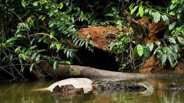Experience a rare and intense moment in the wild as a pack of young Dholes (Cuon alpinus), or Asian Wild Dogs, encounter a large Water Monitor (Varanus salvator) while scavenging on a Sambar Deer 