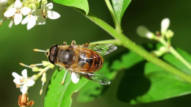 Closeup on a Common drone fly (Eristalis tenax) among wild privet flowers (Ligustrum vulgare), feeding on nectar, in slow motion.