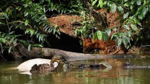 Experience a rare and intense moment in the wild as a pack of young Dholes (Cuon alpinus), or Asian Wild Dogs, encounter a large Water Monitor (Varanus salvator) while scavenging on a Sambar Deer 