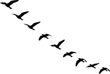 Fototapeta premium Eight bird silhouettes flying diagonally in coordinated formation against clean white background highlighting motion, aerodynamic efficiency, teamwork, and natural migration patterns