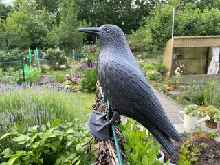 Obraz premium Künstlicher Rabe als Vogelabwehr im Garten. Praktische Lösung zur Abschreckung von Tauben und anderen Vögeln zum Schutz von Beeten, Pflanzen und Ernte. Echtfoto.