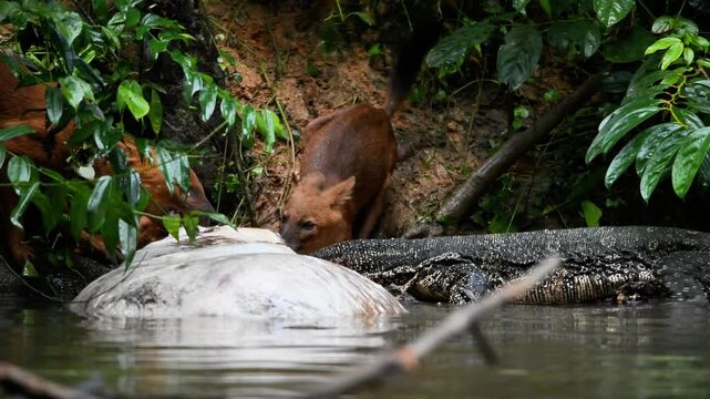 Experience a rare and intense moment in the wild as a pack of young Dholes (Cuon alpinus), or Asian Wild Dogs, encounter a large Water Monitor (Varanus salvator) while scavenging on a Sambar Deer 