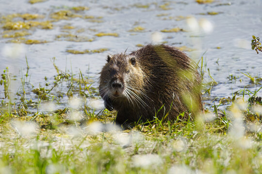Nutria surrounded by wildflowers, a lake in the background, nutria on a wild meadow by the shore, long whiskers of the nutria, blue lake, sunny day and rodent on the shore, Myocastor coypus