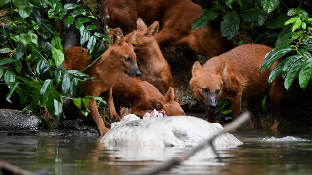 Experience a rare and intense moment in the wild as a pack of young Dholes (Cuon alpinus), or Asian Wild Dogs, encounter a large Water Monitor (Varanus salvator) while scavenging on a Sambar Deer 