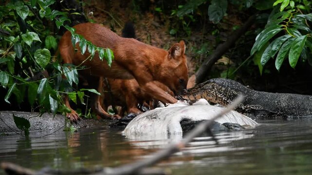 Experience a rare and intense moment in the wild as a pack of young Dholes (Cuon alpinus), or Asian Wild Dogs, encounter a large Water Monitor (Varanus salvator) while scavenging on a Sambar Deer 