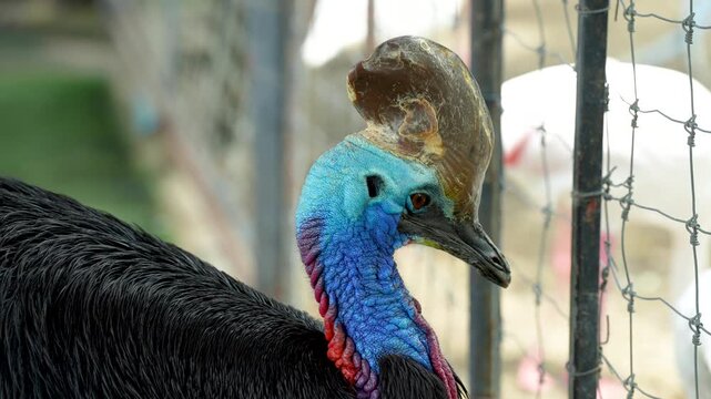 The cassowary (often simply called a cassowary) is a large, flightless bird with a prehistoric appearance