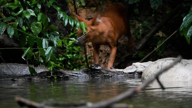 Experience a rare and intense moment in the wild as a pack of young Dholes (Cuon alpinus), or Asian Wild Dogs, encounter a large Water Monitor (Varanus salvator) while scavenging on a Sambar Deer 
