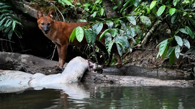 Experience a rare and intense moment in the wild as a pack of young Dholes (Cuon alpinus), or Asian Wild Dogs, encounter a large Water Monitor (Varanus salvator) while scavenging on a Sambar Deer 