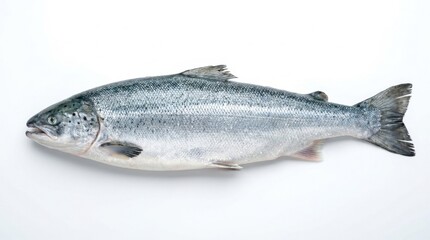 Fototapeta premium Fresh Whole Raw Salmon Fish Isolated on White Background