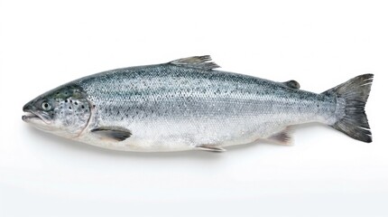 Fototapeta premium Fresh raw whole Atlantic salmon fish isolated on a white background, high angle view