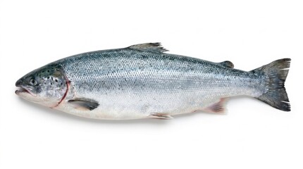 Fototapeta premium Fresh Whole Raw Atlantic Salmon Fish Isolated on White Background