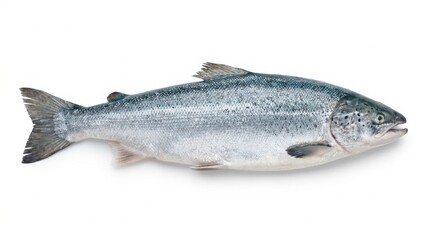 Fototapeta premium Fresh Whole Raw Atlantic Salmon Fish Isolated on White Background