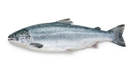 Obraz premium Fresh Raw Atlantic Salmon Fish Isolated on White Background