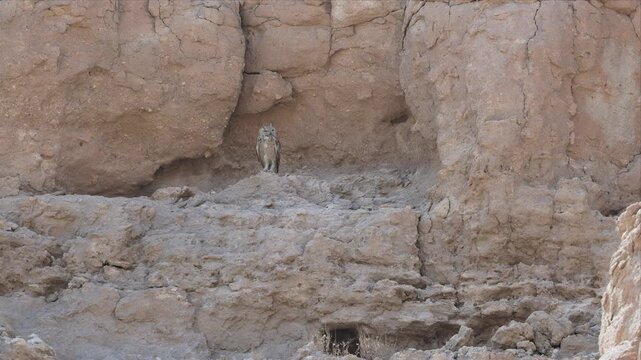 Close up zoom in and zoom out video of a Pharaoh eagle-owl stands alert on rocky terrain and looking alert. Tawny feathers blend with earthy backdrop. Eyes wide, posture poised, it watches intently.