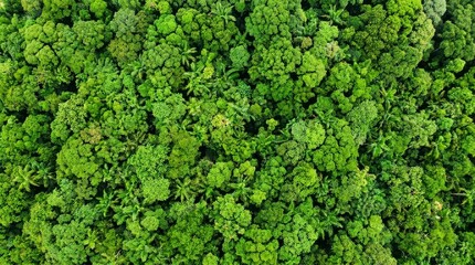 Obraz premium Dense overhead view of a lush green rainforest canopy